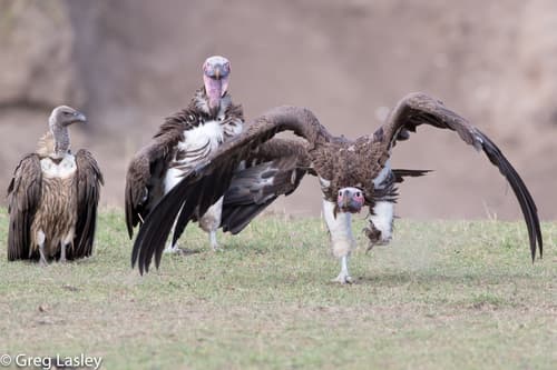 Lappet-faced Vulture