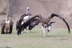 Lappet-faced Vulture