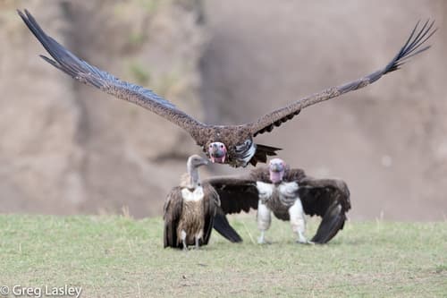 Lappet-faced Vulture