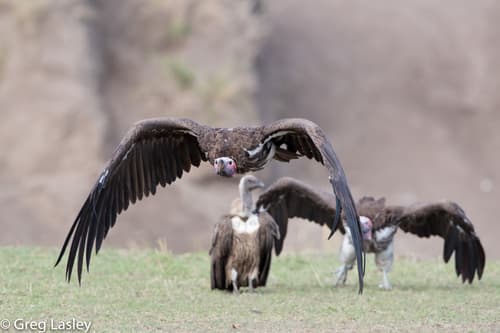Lappet-faced Vulture