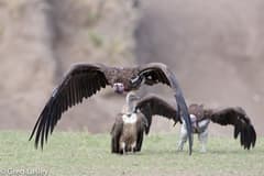Lappet-faced Vulture