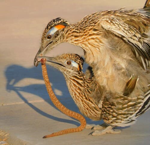 Greater Roadrunner