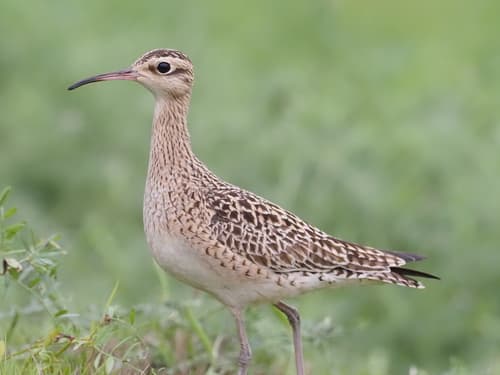 Little Curlew