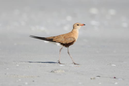 Australian Pratincole