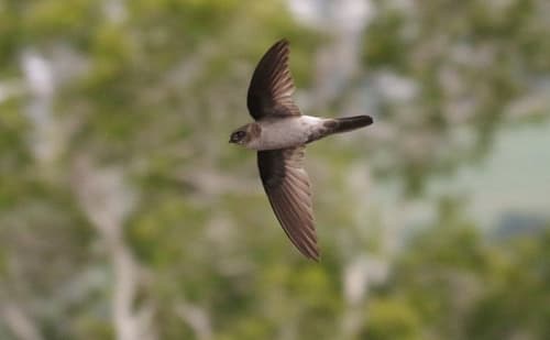 Australian Swiftlet