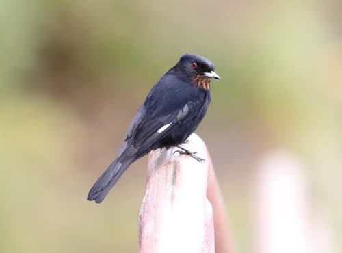 Velvety Black-Tyrant