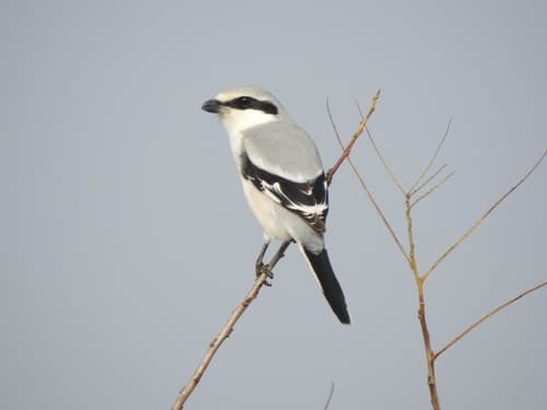 Chinese Grey Shrike