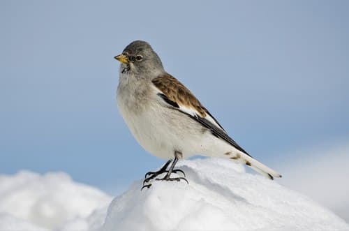White-winged Snowfinch