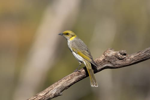 Yellow-plumed Honeyeater