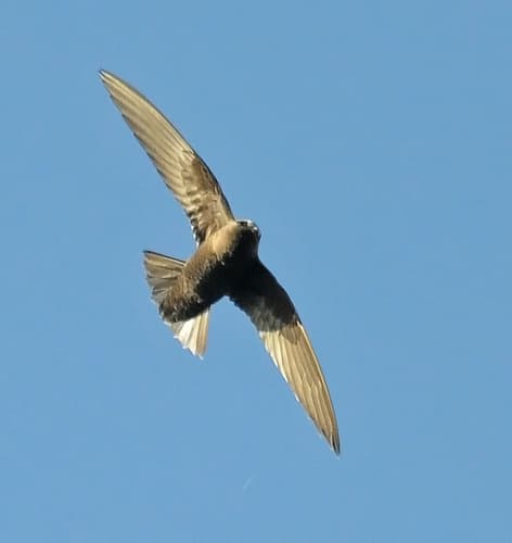 Black Swift