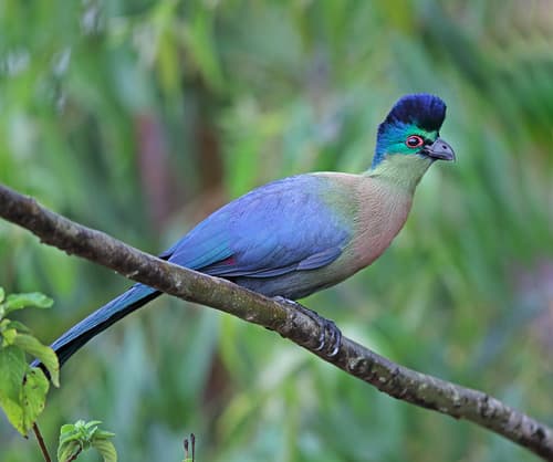 Purple-crested Turaco