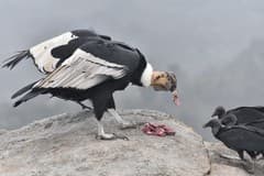 Andean Condor