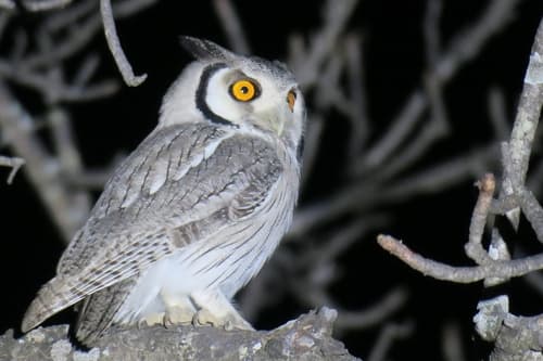 Southern White-faced Owl