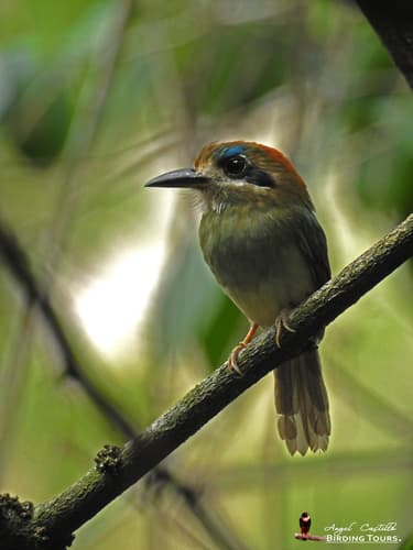 Tody Motmot
