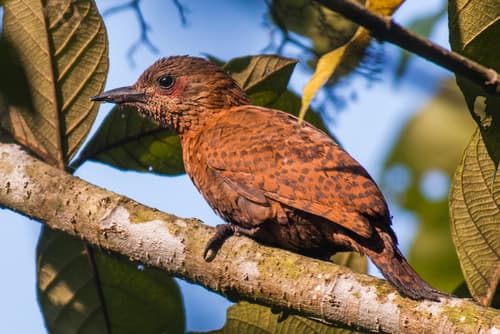 Rufous Woodpecker