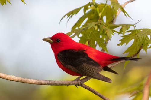 Scarlet Tanager