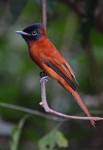 Black-headed Paradise-Flycatcher