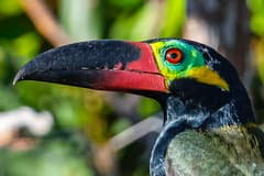 Guianan Toucanet
