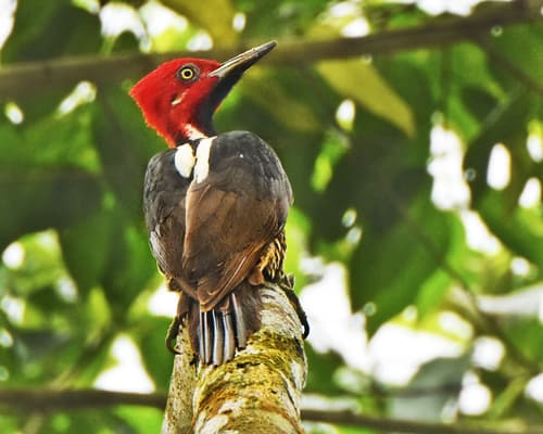 Guayaquil Woodpecker