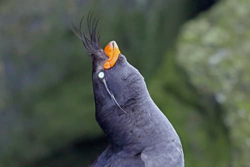 Crested Auklet