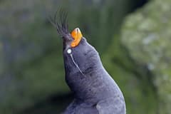 Crested Auklet