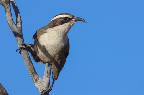White-browed Babbler
