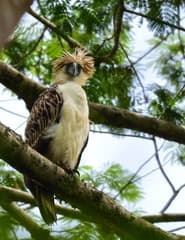 Philippine Eagle