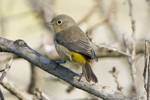 Virginia's Warbler