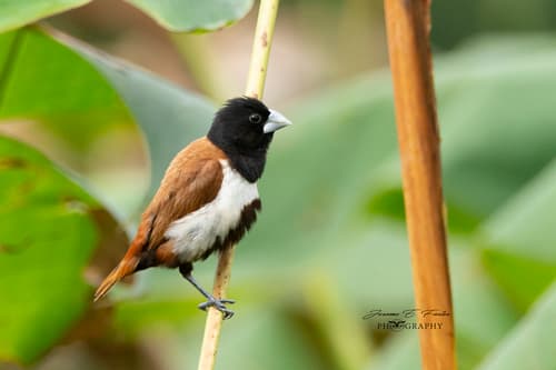 Tricolored Munia