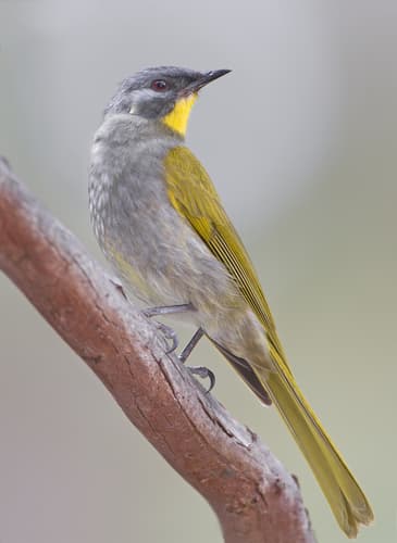 Yellow-throated Honeyeater