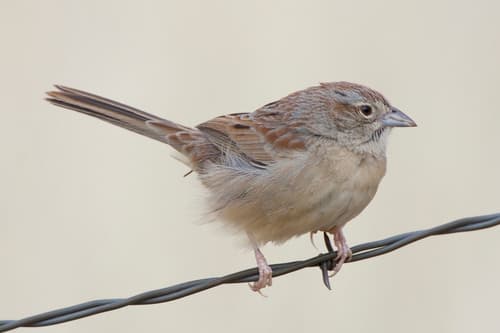 Botteri's Sparrow