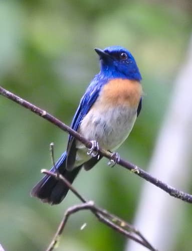 Malaysian Blue Flycatcher