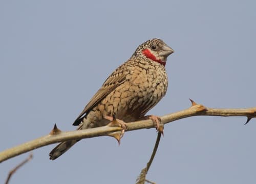 Cut-throat Finch