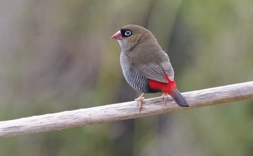 Beautiful Firetail