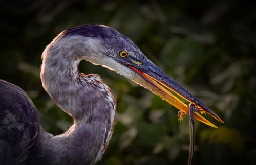 Great Blue Heron
