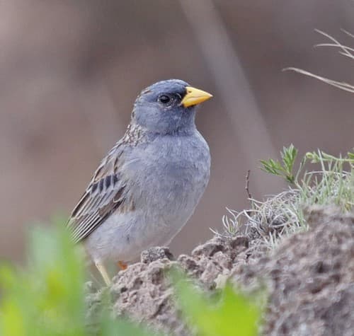 Band-tailed Sierra-Finch