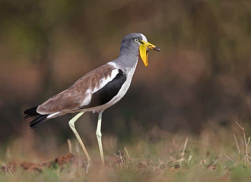 White-crowned Lapwing