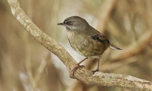 Tasmanian Scrubwren