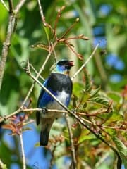Golden-hooded Tanager