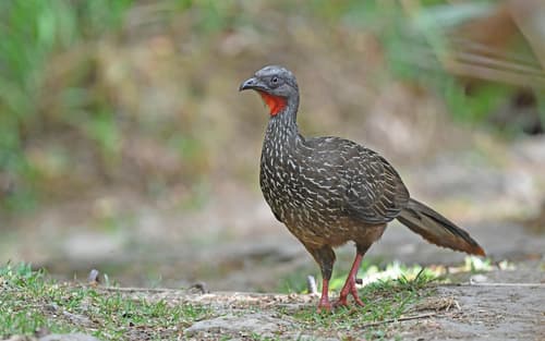 Band-tailed Guan
