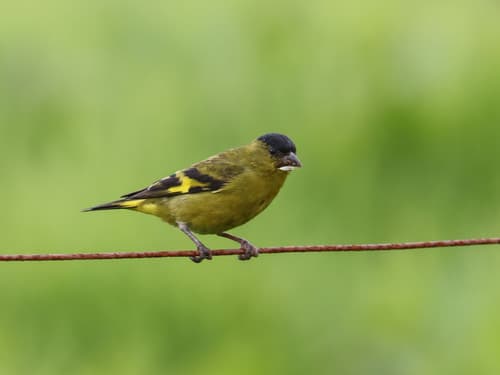 Andean Siskin