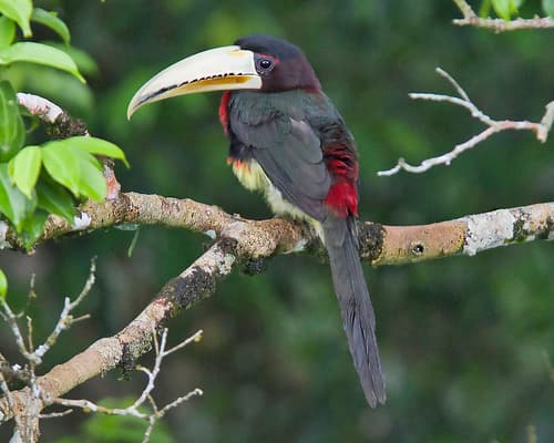 Ivory-billed Aracari