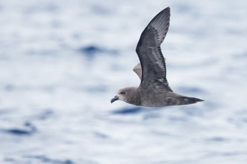 Grey-faced Petrel