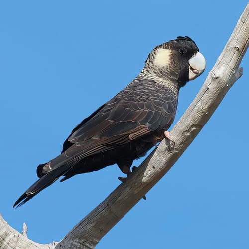 Carnaby's Black Cockatoo