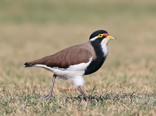 Banded Lapwing