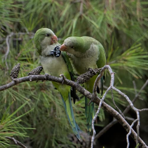 Monk Parakeet