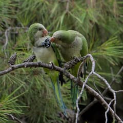 Monk Parakeet