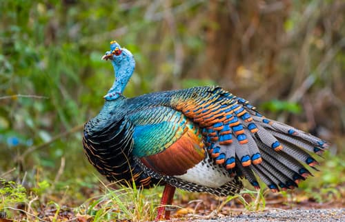 Ocellated Turkey
