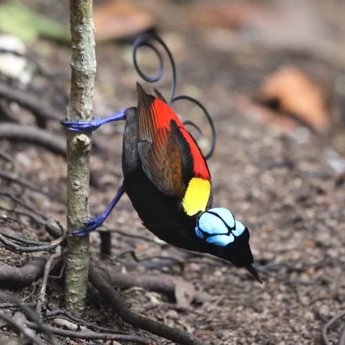 Wilson's Bird-of-Paradise