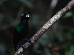 Wilson's Bird-of-paradise